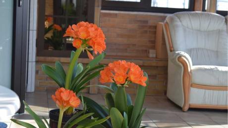 Im Frühling und Sommer ist es sinnvoll, die Klivie regelmäßig zu düngen. So kann sie optimal wachsen und ihre Blüten ausbilden.