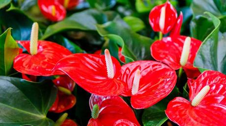 Mit ihren kräftigen Farben wird die Anthurie bei der richtigen Flamingoblumen Pflege zu einem echten Hingucker!