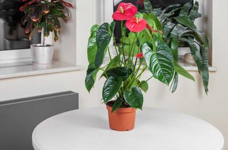 Bei der richtigen Flamingoblumen Pflege gedeiht die Anthurie prächtig. Doch so schön sie auch ist: Besonders für Tiere ist sie ziemlich giftig.