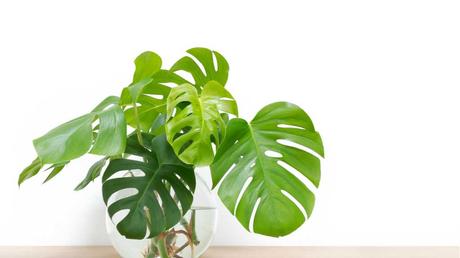 Mit der richtigen Technik lässt sich das Fensterblatt recht schnell vermehren. So haben Sie schnell mehr von der recht pflegeleichten Zimmerpflanze.