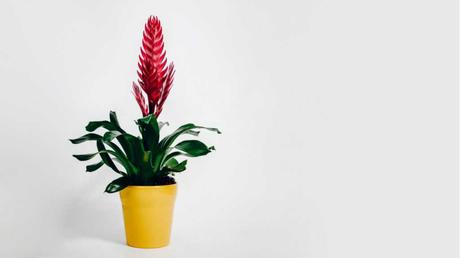 Die Bromeliaceae blüht bei der richtigen Pflege in zahlreichen Farben und ist ein echter Hingucker in jedem Badezimmer.