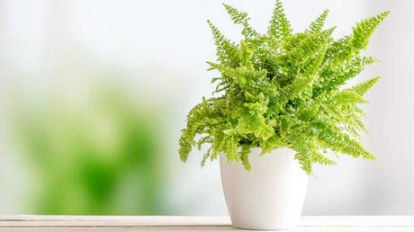 Eine schöne Grünpflanze für das Badezimmer ist auch der Schwertfarn. Bei der richtigen Pflege und regelmäßigem Düngen gedeiht er prächtig.