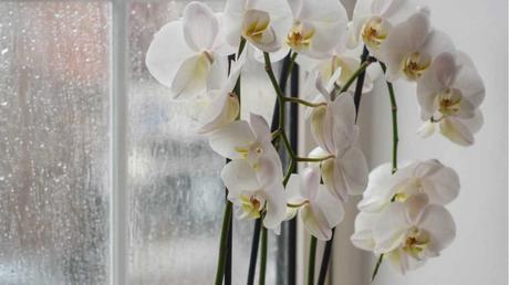 AUsgewählte Sorten der Orchidee eignen sich als Pflanzen für das Badezimmer.