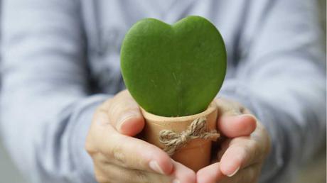 Die Herzblatt-Pflanze fühlt sich in Badezimmern sehr wohl, da sie eine hohe Luftfeuchtigkeit bevorzugt.