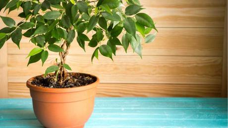 Die Birkenfeige ist eine tolle Pflanze, die sich besonders in einem großen und hellen Badezimmer wohlfühlt.