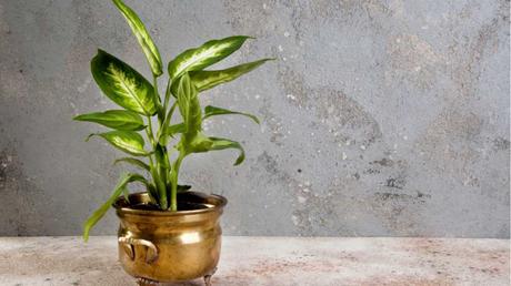 Eine schöne Grünpflanze: Auch die Dieffenbachie gehört zu den wichtigsten Pflanzen für das Badezimmer.