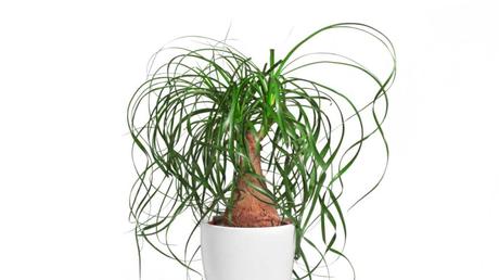 Pflanzen für das Badezimmer