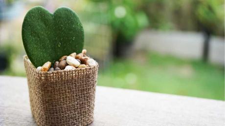 Bei der richtigen Herzblatt-Pflanzen Pflege gedeiht sie prächtig als Zimmerpflanze und verschönert jeden Raum.