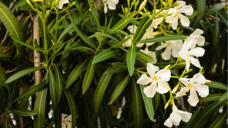 Es gibt auch Oleander mit weißen Blüten, die bei regelmäßigem Rückschnitt und guter Pflege jedes Jahr neu erblühen.