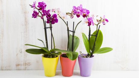 Orchideen sind schöne und vielfältige Zimmerpflanzen, die viel Pflege benötigen.