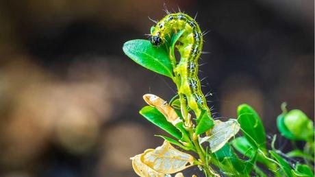 Bevor man mit der Bekämpfung durch Hausmittel beginnt, muss man den Zünsler identifizieren.