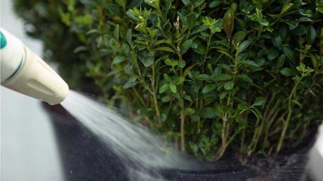 Das Abspritzen der Pflanze mit Wasser ist ein gutes Hausmittel gegen Buchsbaumzünsler. Der Schädling muss danach lediglich aufgesammelt und entsorgt werden.