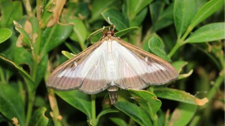 Der Buchsbaumzünsler durchläuft in seiner Entwicklung viele Stadien. In jedem Stadium ist eine Bekämpfung über Hausmittel gegen Buchsbaumzünsler möglich.