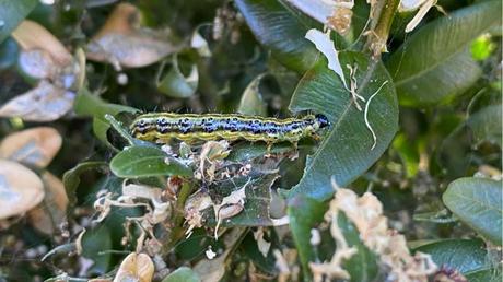 Packt man den Buchsbaum ein, so kommen die Falter gar nicht erst an die Pflanze ran. Netze gelten dabei als allgemein hilfreich.