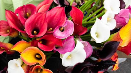 Bei der Calla Pflege sollten Sie die Pflanze in frische Blumenerde umpflanzen.