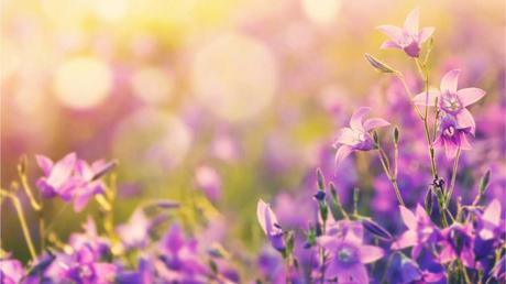 Die Glockenblume erstrahlt in den Farben weiß, blau, blau-violett und rosafarbenden Blüten.