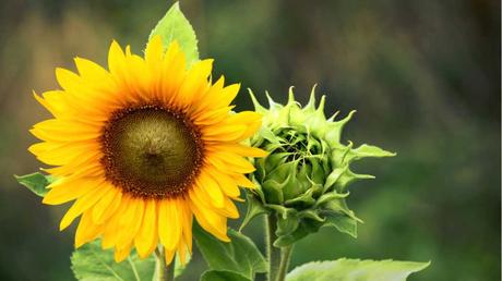 Bei der Sonnenblumen Pflege ist wichtig sie mit organischem Dünger zu düngen, damit man die Sonnenblumenkerne verzehren kann.