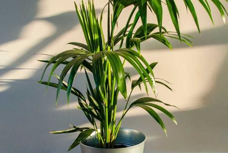 Auch die Kentia-Palme ist eine große und robuste Zimmerpflanze.