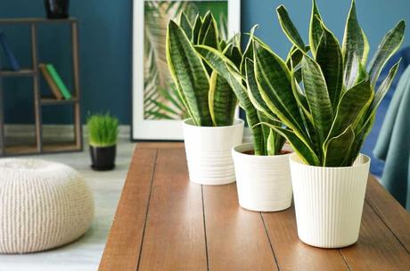 Bogenhanf: Drei luftreinigende Zimmerpflanzen auf einem Tisch.