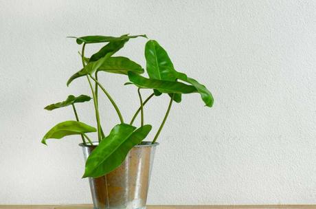 Platz 18 unserer Luftreiniger: Die Philodendronpflanze 
