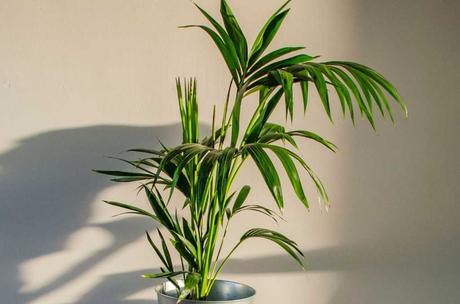 Die Kentia-Palme (Howea) befreit die Luft von Schadstoffen.
