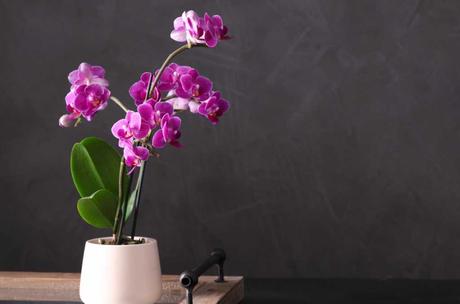 Eine eingetopfte Orchidee: effektiver, aber pflegeintensiver Luftreiniger