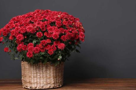 Rote Chrysantheme in einem Korb: sorgt für bessere Raumluft