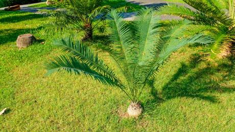 Palmfarn Pflege - eigentlich nicht sonderlich kompliziert, wenn Sie die richtigen Schritte kennen.