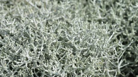 Silberkörbchen, Calocephalus brownii, sind wie gemacht für Deine attraktive Herbstbepflanzung.