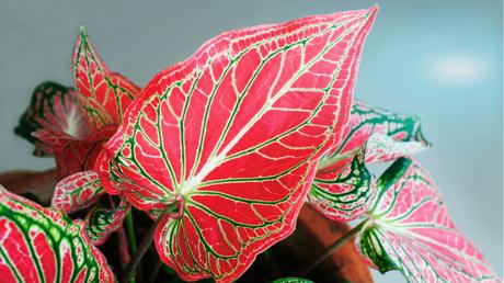 Die Blätter können die Farben weiß, rosa, rot, weiß- grün oder in silber erstrahlen.