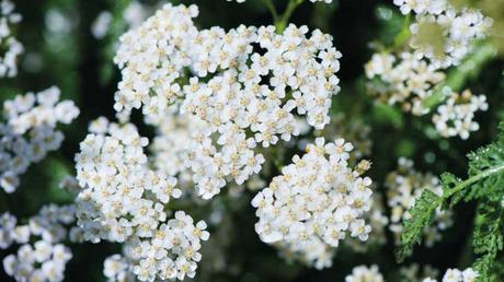 Die winterharte und bienenfreundliche Schafgarbe bildet von Juni bis September Scheindolden aus vielen kleinen Einzelblüten.