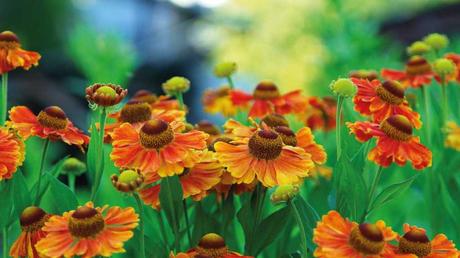 Die Sonnenbraut belohnt einen sonnigen Standort mit besonders kräftig leuchtenden Blüten und versorgt Bienen von Juli bis Oktober. Damit ist die Sonnebraut eine der bienenfreundlichen Pflanzen winterhart.
