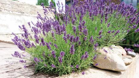 Der Klassiker und den bienenfreundlichen und winterharten Pflanzen ist definitiv der Lavendel.