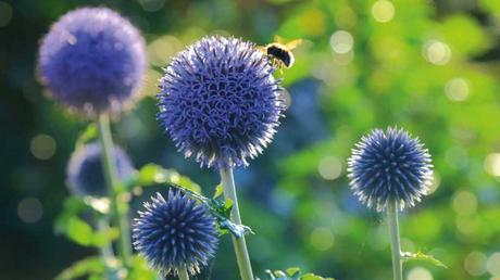 Die unkomplizierte Kugeldistel mit ihren graugrünen Blättern liebt einen sonnigen Standort und zieht Bienen an. Auch die Kugeldistel ist eine eine der bienenfreundlichen Pflanzen winterhart.