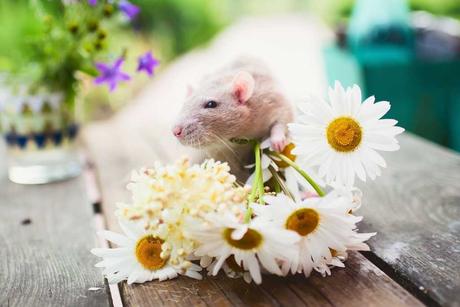 Ratte sitzt auf Kamilleblüten auf einem Gartentisch