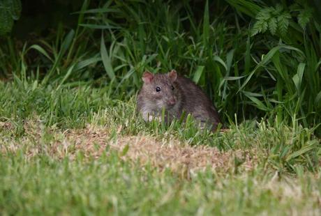 Ratte sitzt im Rasen