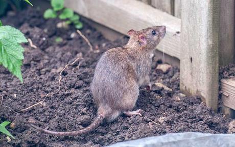 Ratten im Garten können ohne Gift bekämpft werden. 