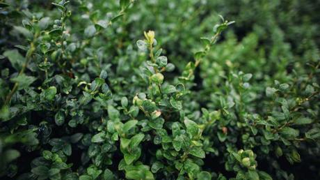 Kübelpflanzen Schatten