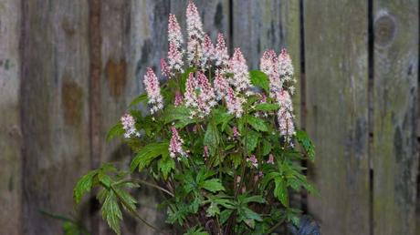 Kübelpflanzen Schatten