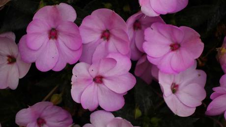 Kübelpflanzen Schatten