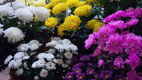 Kübelpflanzen Schatten