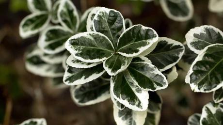 Kübelpflanzen Schatten