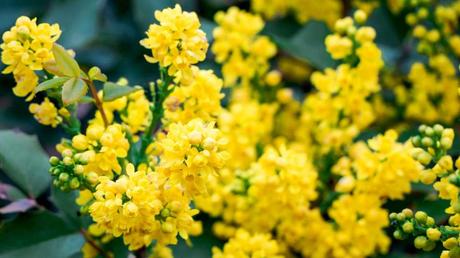 Kübelpflanzen Schatten