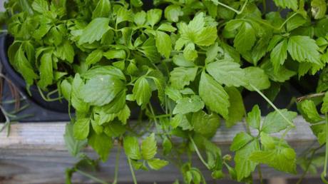 Kübelpflanzen Schatten