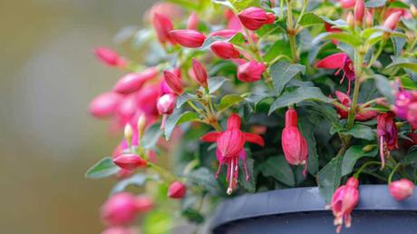 Kübelpflanzen Schatten