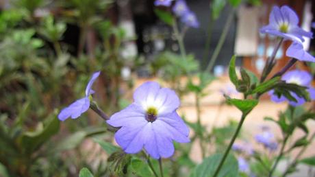 Kübelpflanzen Schatten