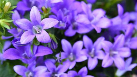 Kübelpflanzen Schatten