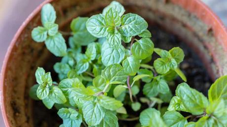 Kübelpflanzen Schatten