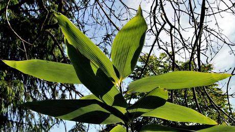Kübelpflanzen Schatten