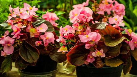 Kübelpflanzen Schatten